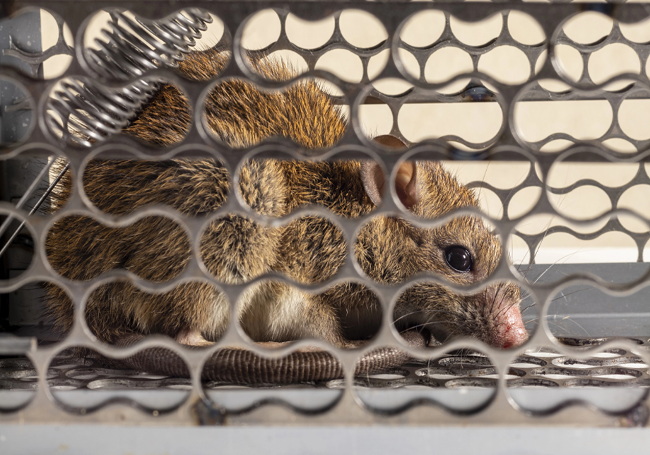 Rodent Droppings Cleanup and Hantavirus Prevention in Northwest Arkansas